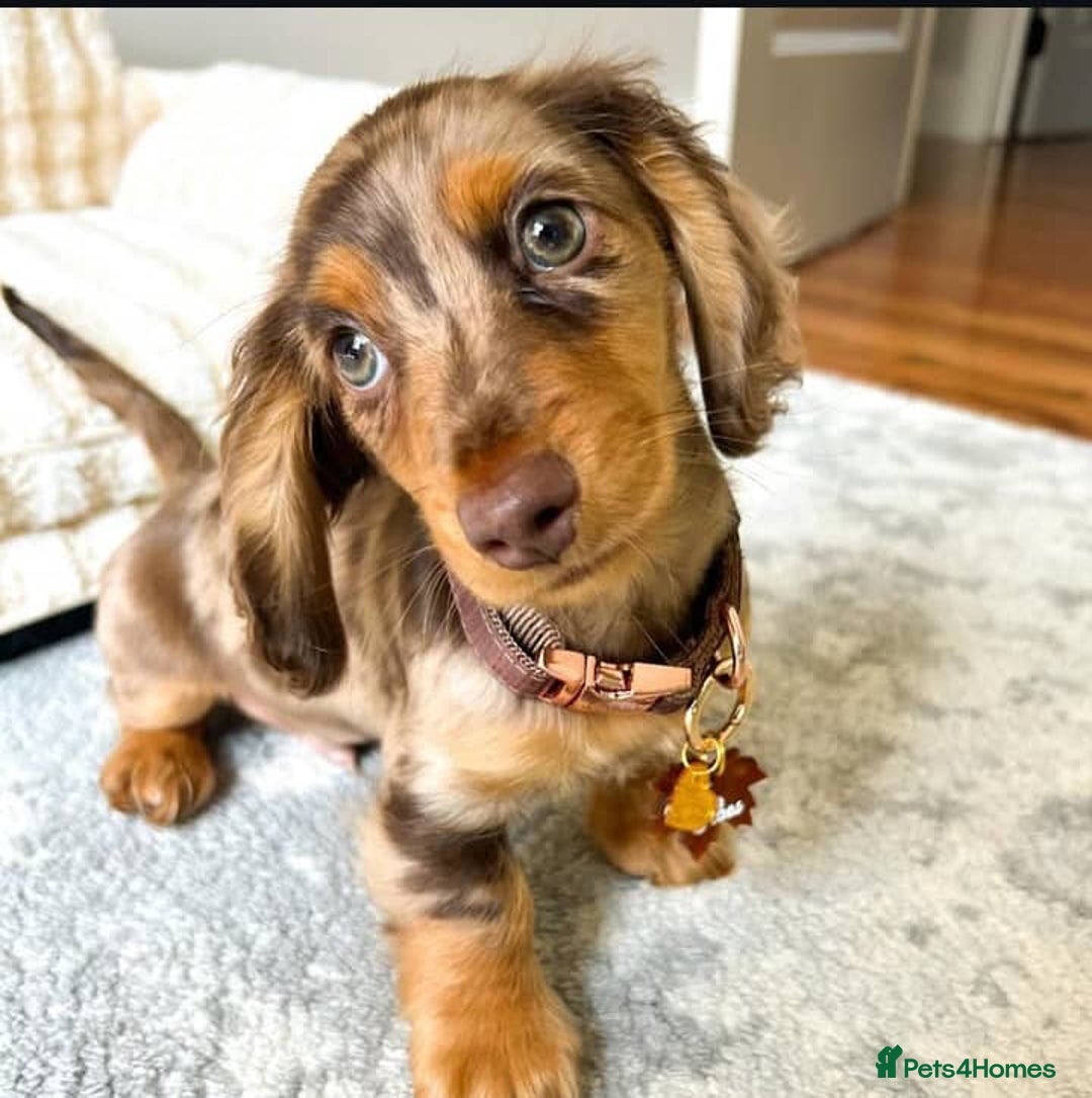 Miniature Dachshund dogs for sale: 🐾 Loving Miniature Dachshund Puppies 🐾 - Image 5