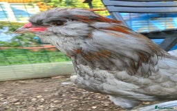 Chickens poultry for sale: Blue & red tailed bearded British Araucana - Image 5