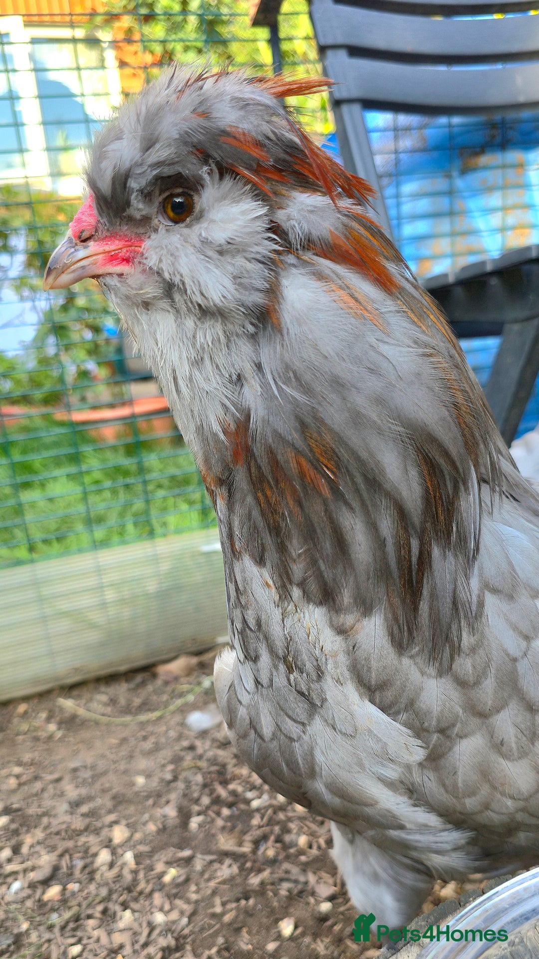 Chickens poultry for sale: Blue & red tailed bearded British Araucana - Image 5