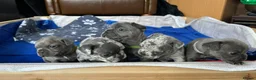 French Bulldog dogs for sale: French Bulldog Puppies - Advert 16