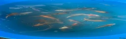 Koi Carp fish for sale: Variety of koi in Maidstone - Advert 3