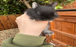 Netherland Dwarf rabbits for sale: Netherland dewarfs, ready to leave in 6 weeks  - Image 16