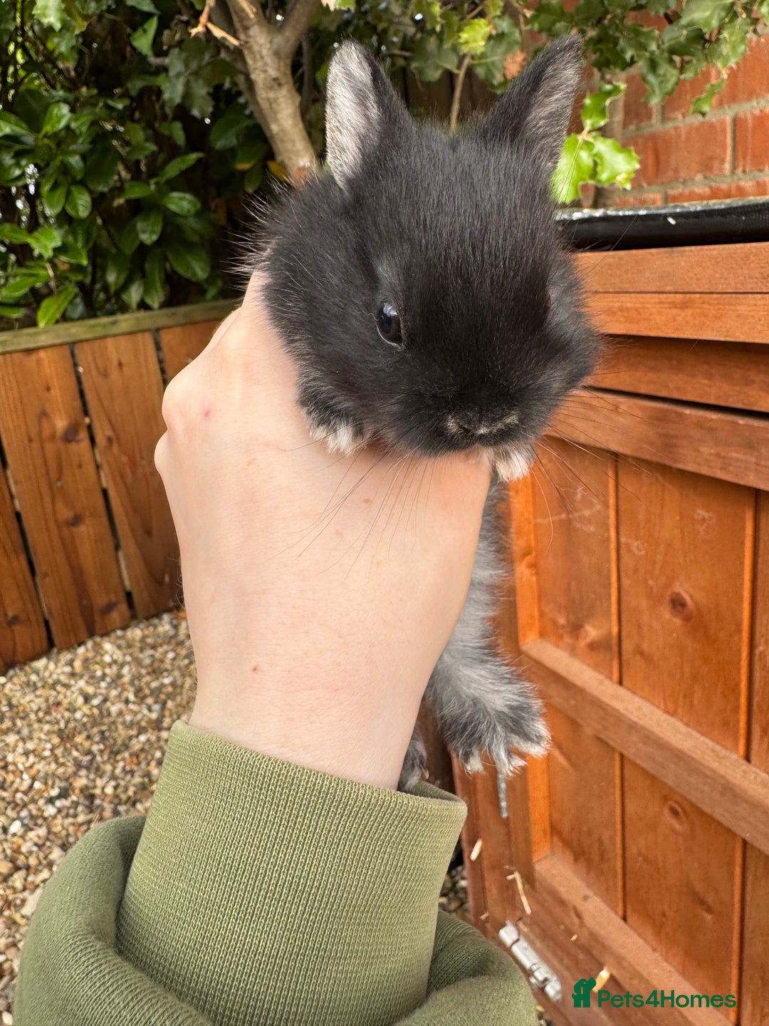 Netherland Dwarf rabbits for sale: Netherland dewarfs, ready to leave in 6 weeks  - Image 16