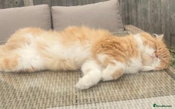 Scottish Fold cats for sale: 5yrs old beautiful fluffy Scottish fold boy  - Image 4