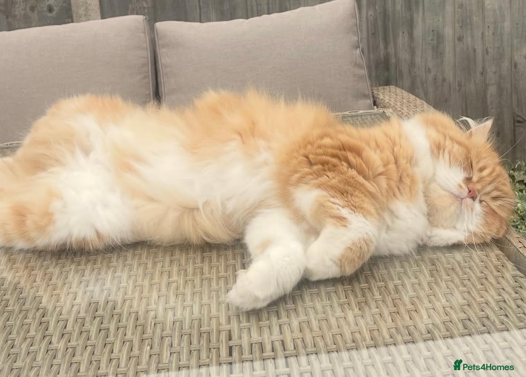 Scottish Fold cats for sale: 5yrs old beautiful fluffy Scottish fold boy  - Image 4