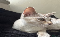 Burmese cats for sale: GCCF reg Pedigree Kittens - Image 22