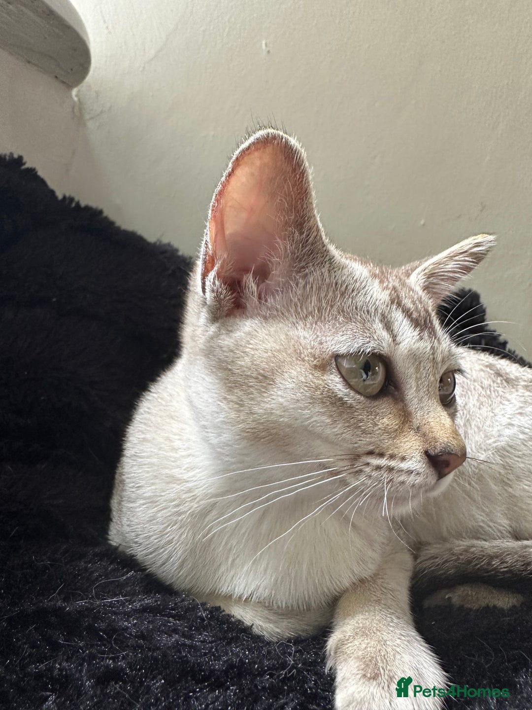 Burmese cats for sale: GCCF reg Pedigree Kittens - Image 22