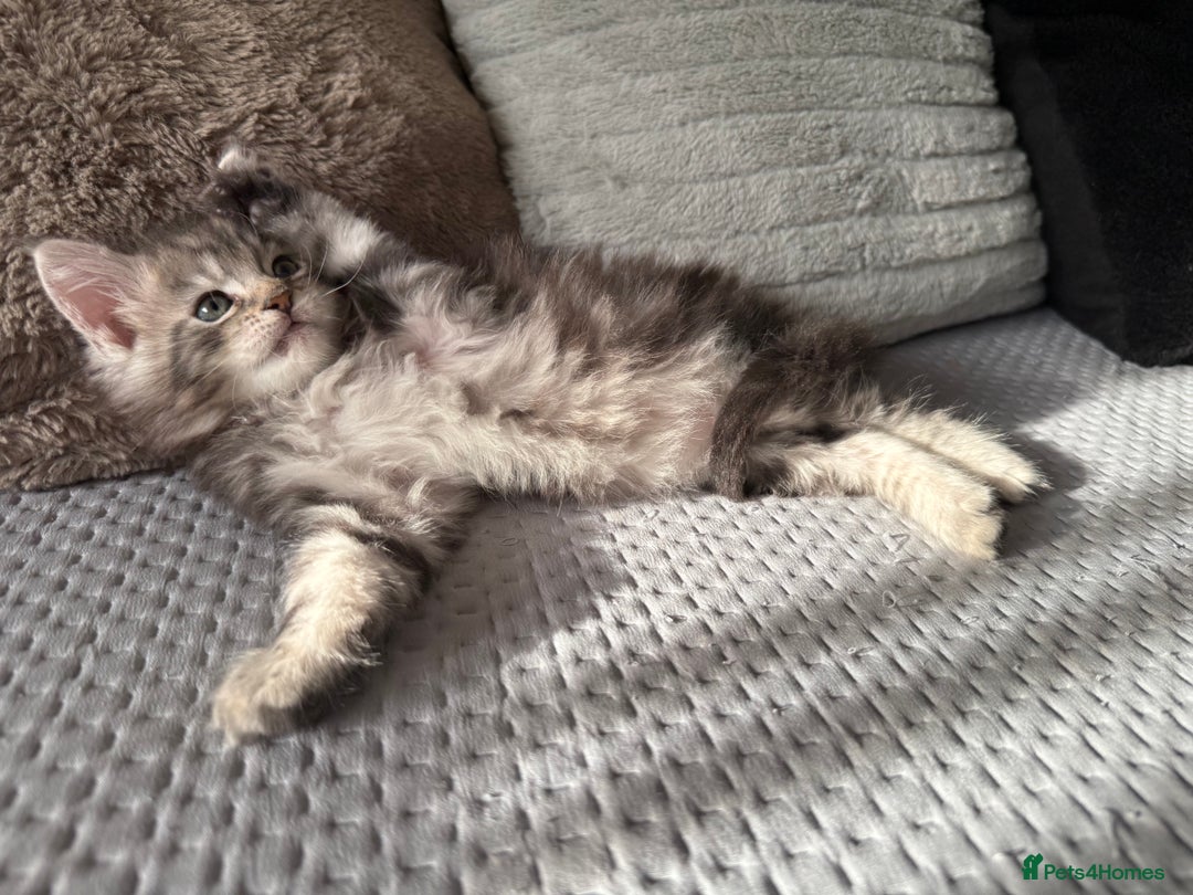 Maine Coon cats for sale: XL Russian Lines TICA registered Maine Coon Boy - Image 12