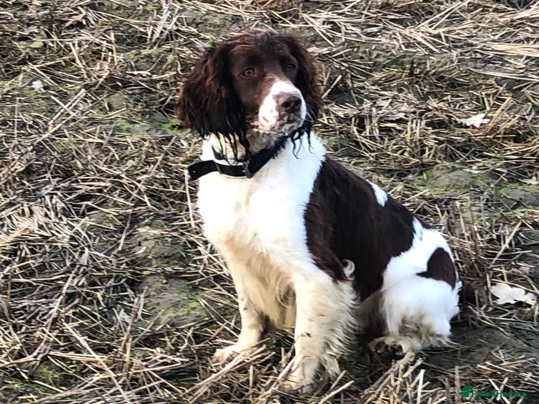 English Springer Spaniel dogs for sale: Stunning springer spaniels for sale  - Advert 1