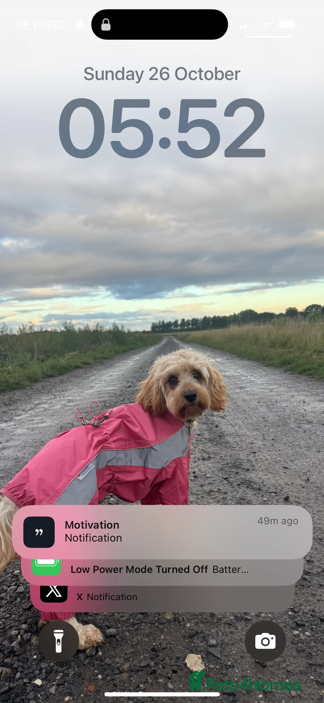 Cavapoo dogs for sale: Cavapoo puppies  in Selby - Advert 1