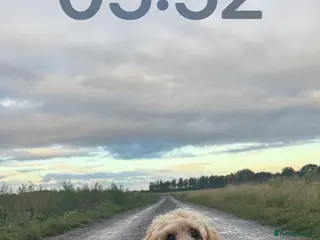 Cavapoo dogs Cavapoo puppies in Selby - Advert 1