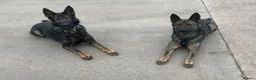 German Shepherd dogs for sale: German Shepherd Puppies - Advert 1