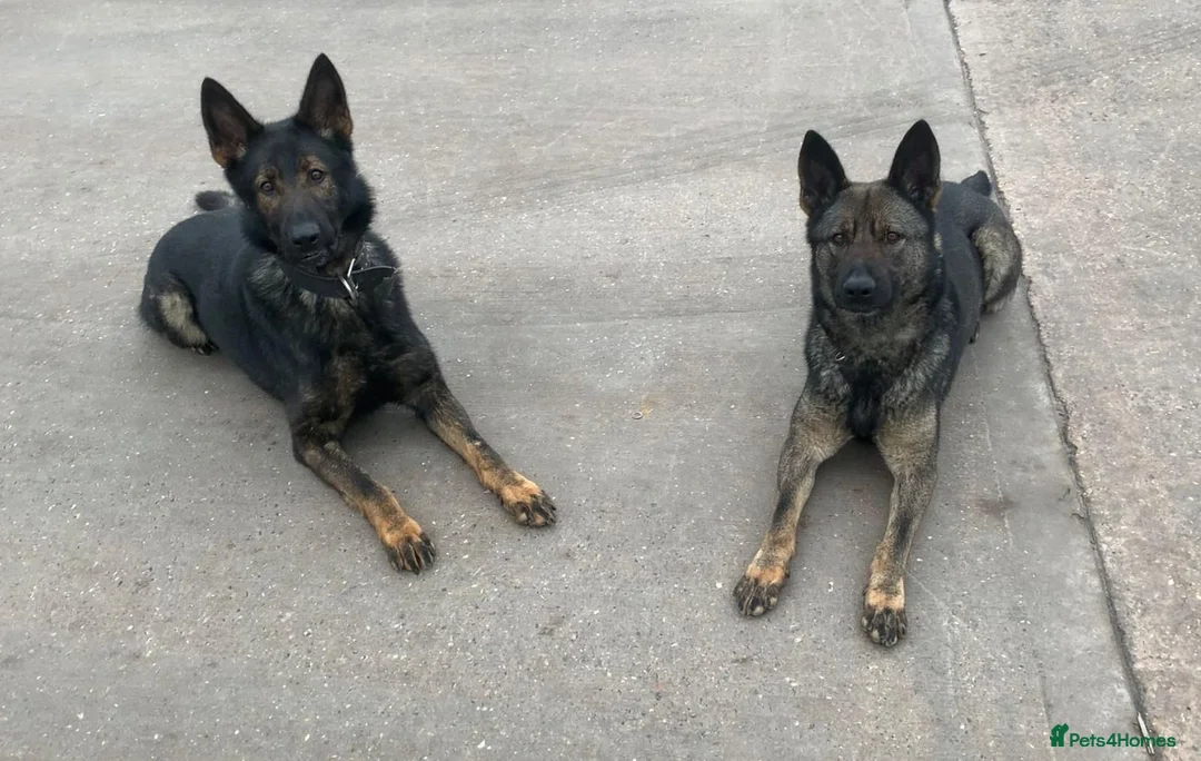 German Shepherd dogs for sale: German Shepherd Puppies - Advert 1