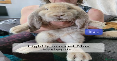 French Lop rabbits - Advert 1
