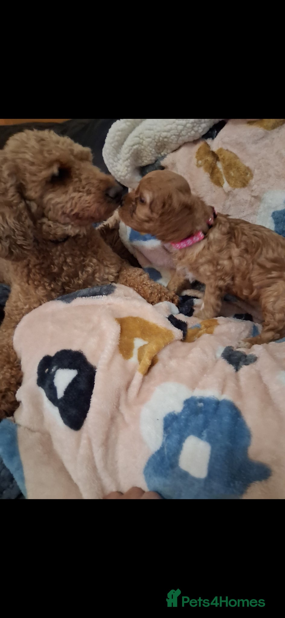 Cavapoo dogs Extensively health tested f1 cavapoos - Advert 2