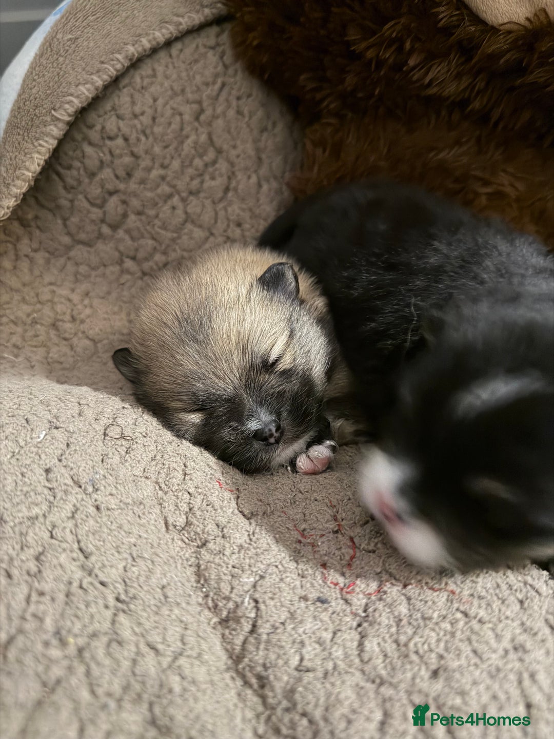 Pomeranian dogs for sale: EXTRA SMALL POMERANIAN PUPPIES  - Advert 30