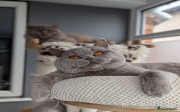 British Shorthair cats for stud: Champion British Shorthair Stud in Derby - Image 3