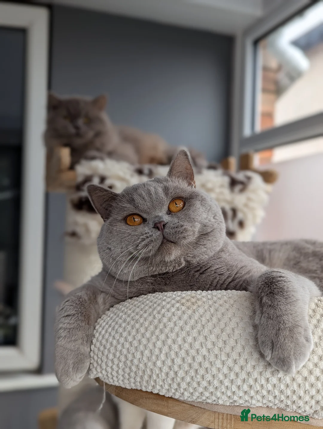 British Shorthair cats for stud: Champion British Shorthair Stud in Derby - Advert 3