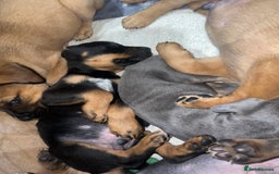 Mixed Breed dogs for sale: STAFFWEILERS LAST 2 GIRLS e Cream and d CARRIERS - Image 13