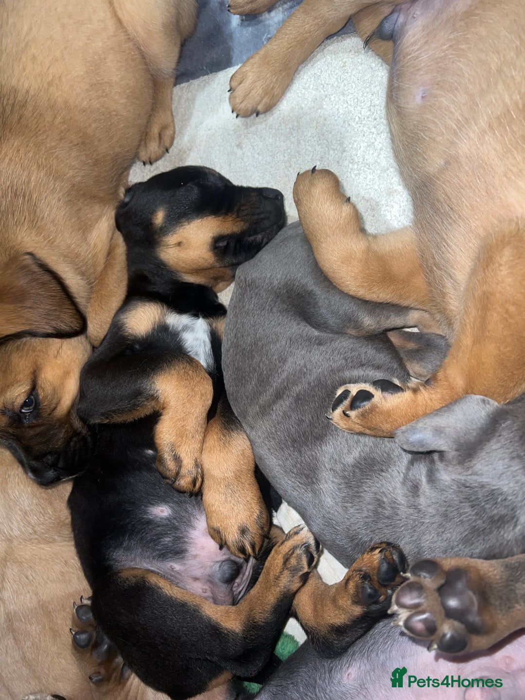 Mixed Breed dogs for sale: STAFFWEILERS LAST 2 GIRLS e Cream and d CARRIERS - Image 13