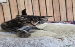 Mixed Breed cats for sale: Stunning Kittens - Image 3