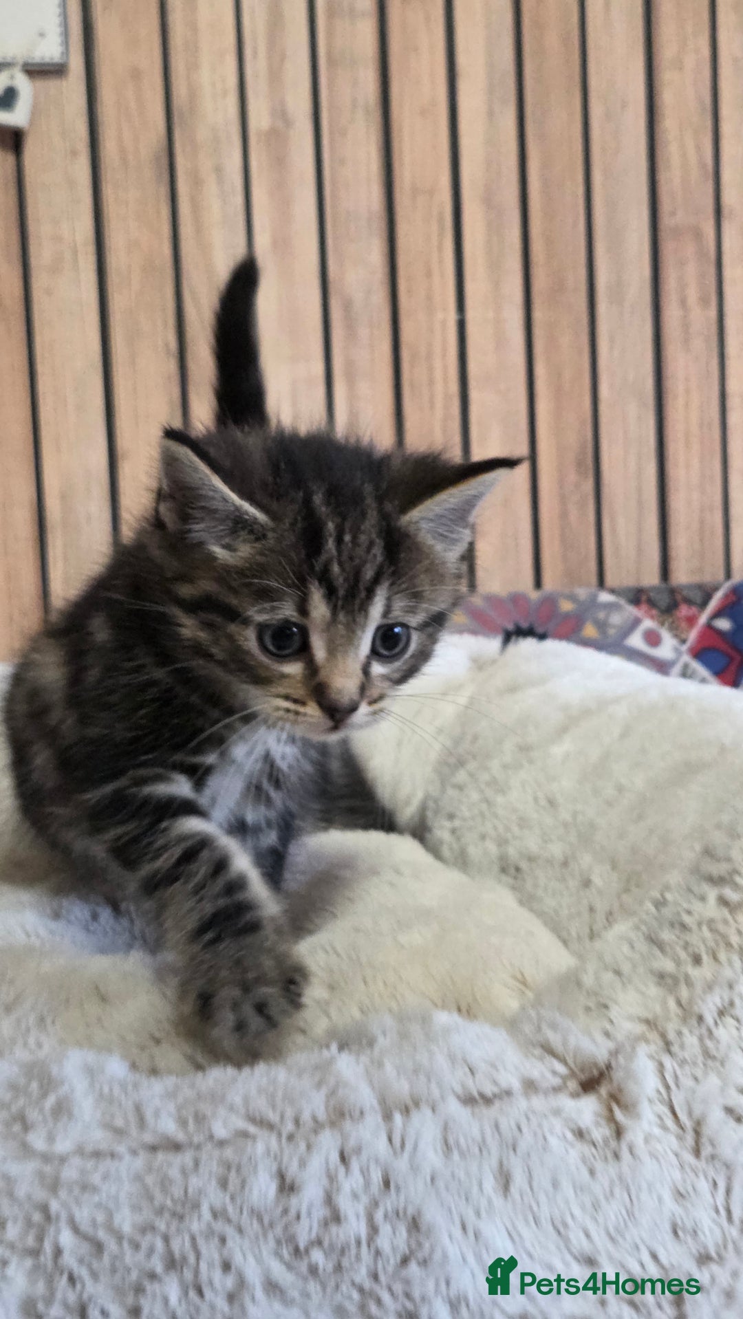 Mixed Breed cats for sale: Stunning Kittens - Image 3