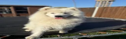 Samoyed dogs for stud: Stunning samoyed available for stud in Felixstowe - Advert 5