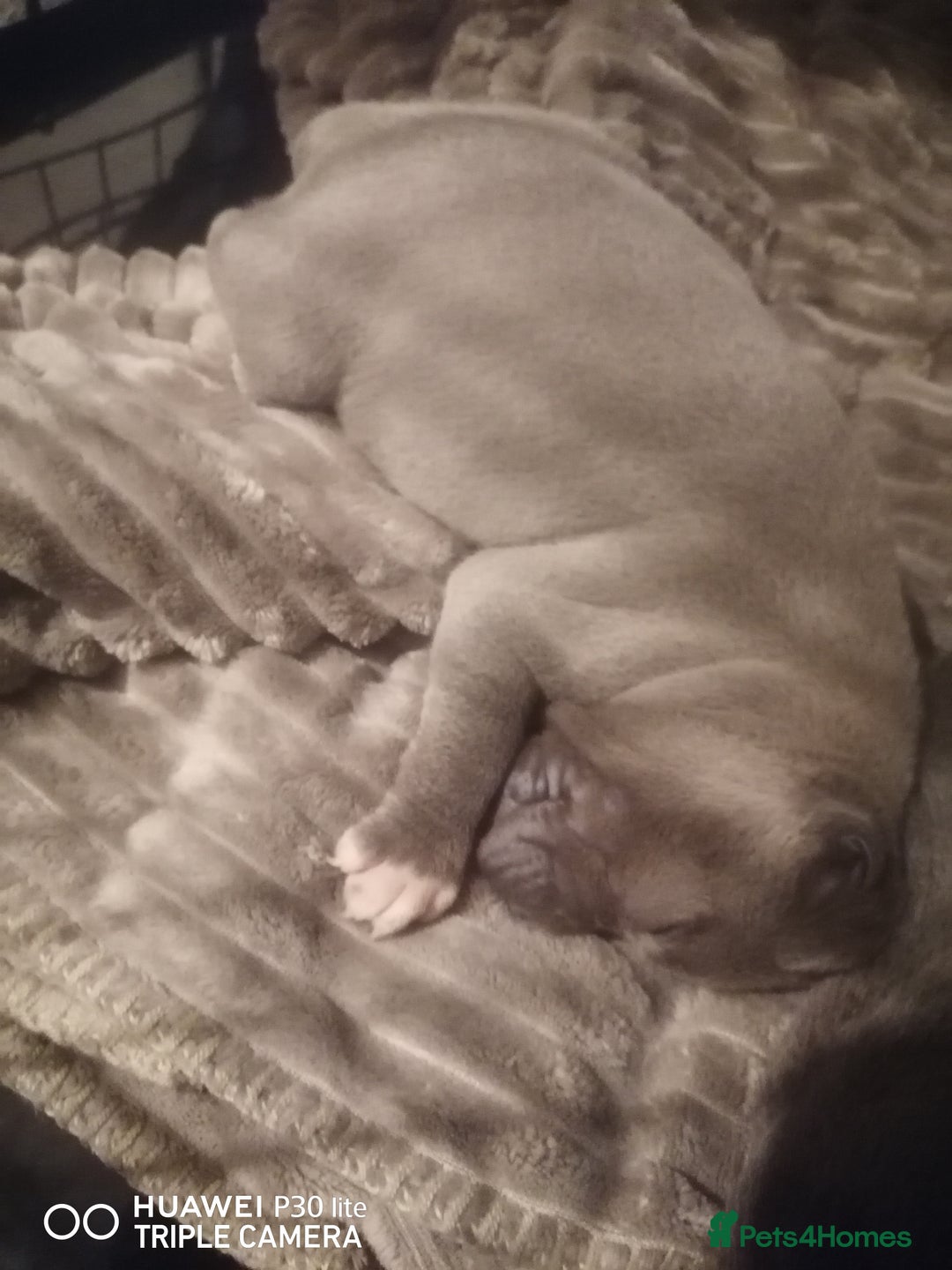 Staffordshire Bull Terrier dogs for sale: Stunning blue Staffordshire bull terrier puppies  - Advert 4