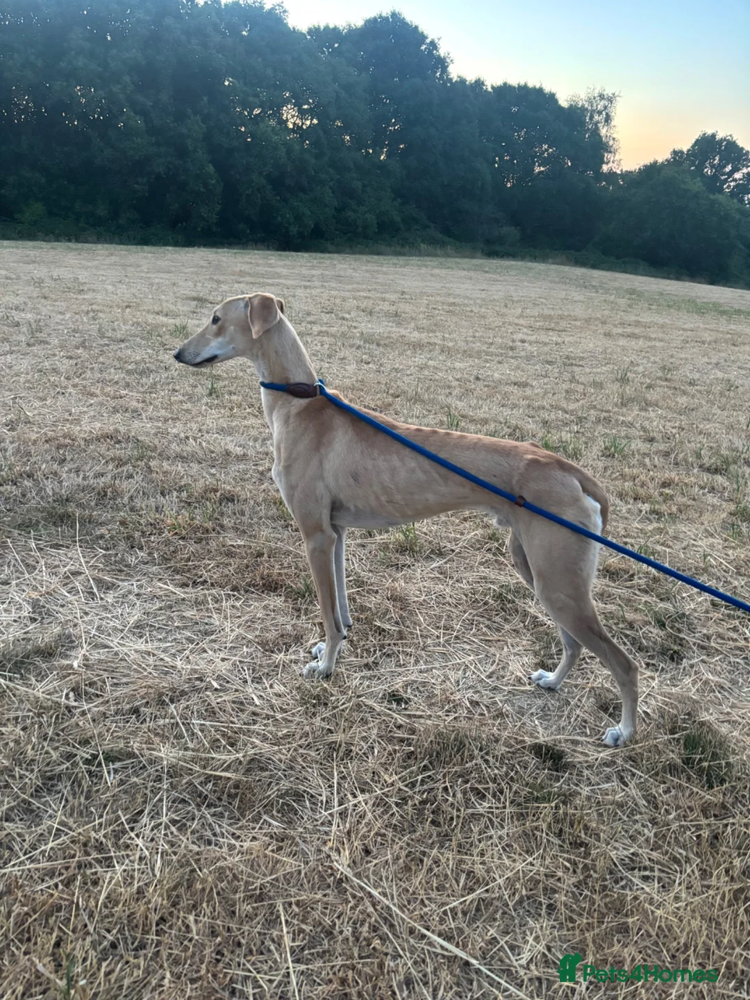 Lurcher dogs for stud: Lurcher for stud - Advert 2