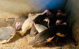 Guinea Fowl poultry for sale: Guinea Fowl Juveniles- READY NOW - Image 2
