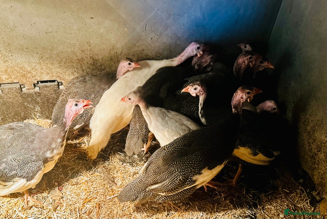 Guinea Fowl poultry for sale: Guinea Fowl Juveniles- READY NOW - Image 2