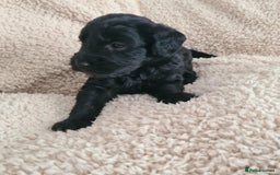 Labradoodle dogs for sale: Rare Roan Ebony Tiny/Mini Labradoodlese Puppies  - Image 22