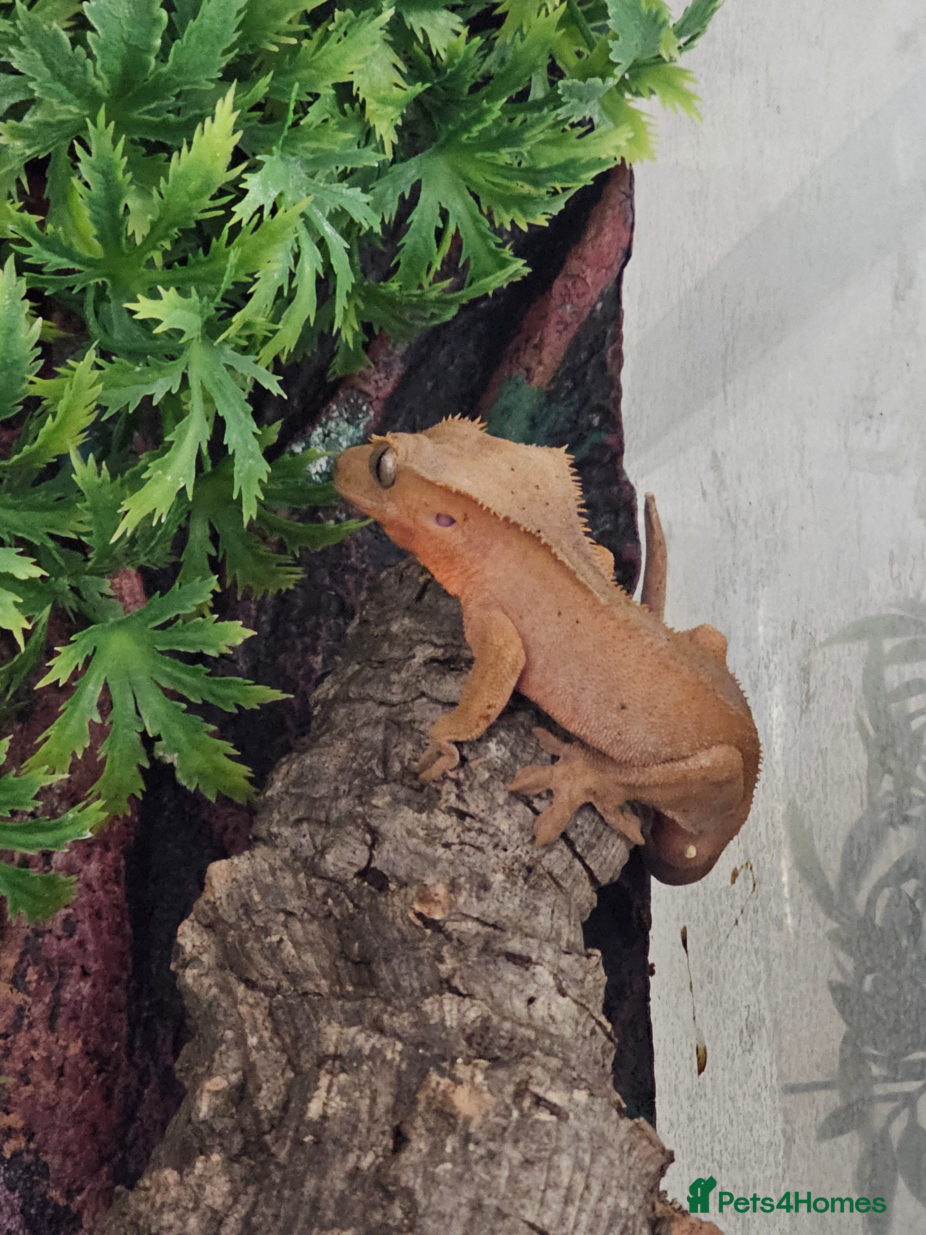 Leopard Gecko reptiles Cresties and leopard gecko - Advert 16