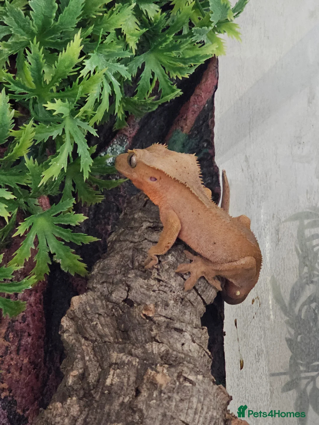 Leopard Gecko reptiles for sale: Cresties - Advert 1