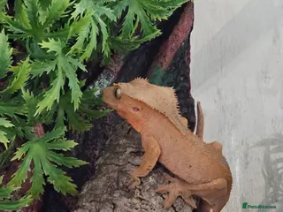 Leopard Gecko reptiles Cresties and leopard gecko - Advert 16