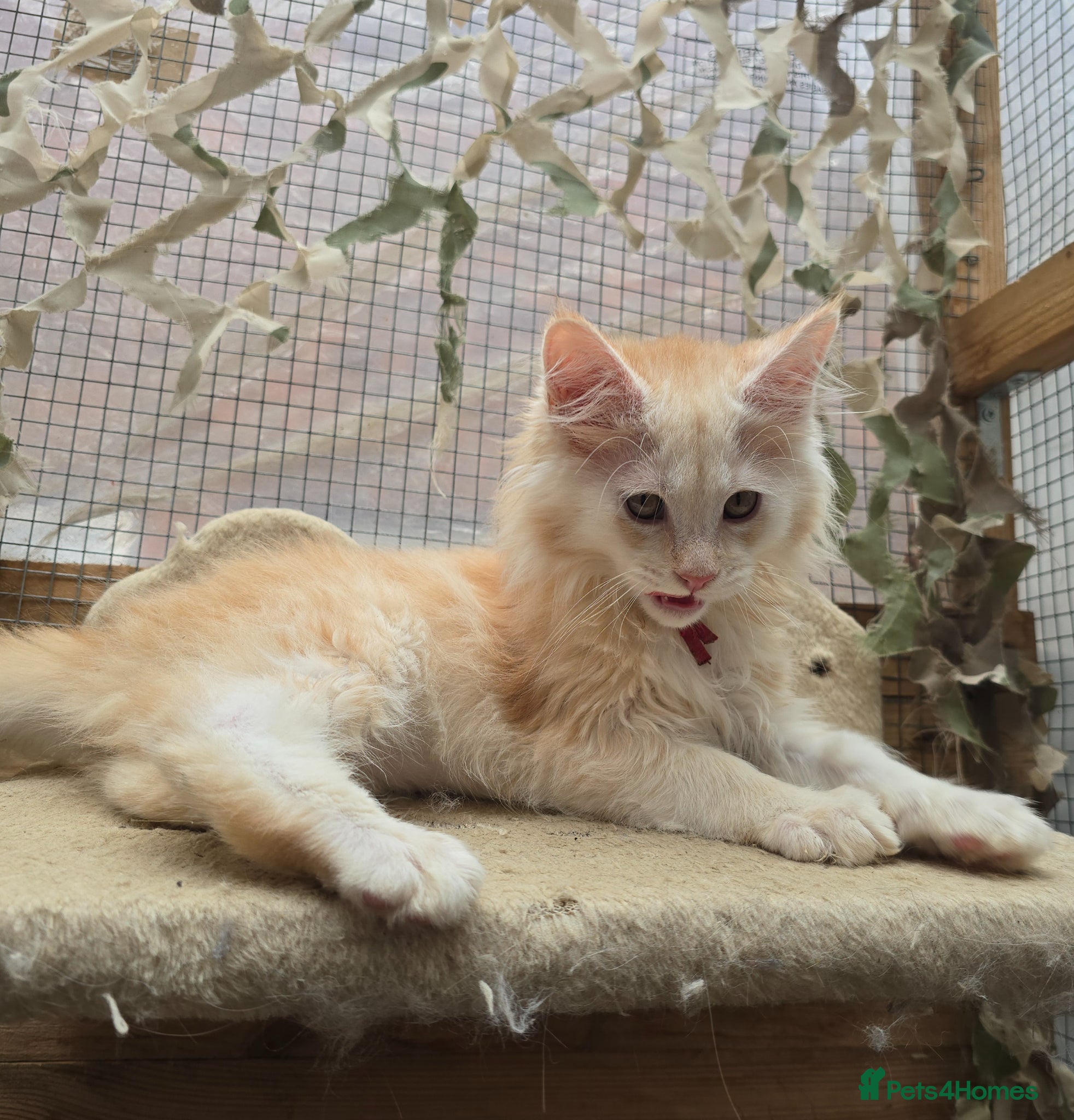 Maine Coon cats READY NOW Stunning Red Maine Coons LAST BOY - Advert 3
