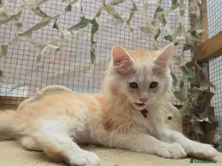 Maine Coon cats READY NOW Stunning Red Maine Coons LAST BOY - Advert 3