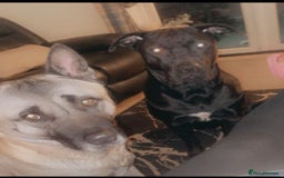 Mixed Breed dogs for sale: Cane corso x American akita cross for sale  - Image 7