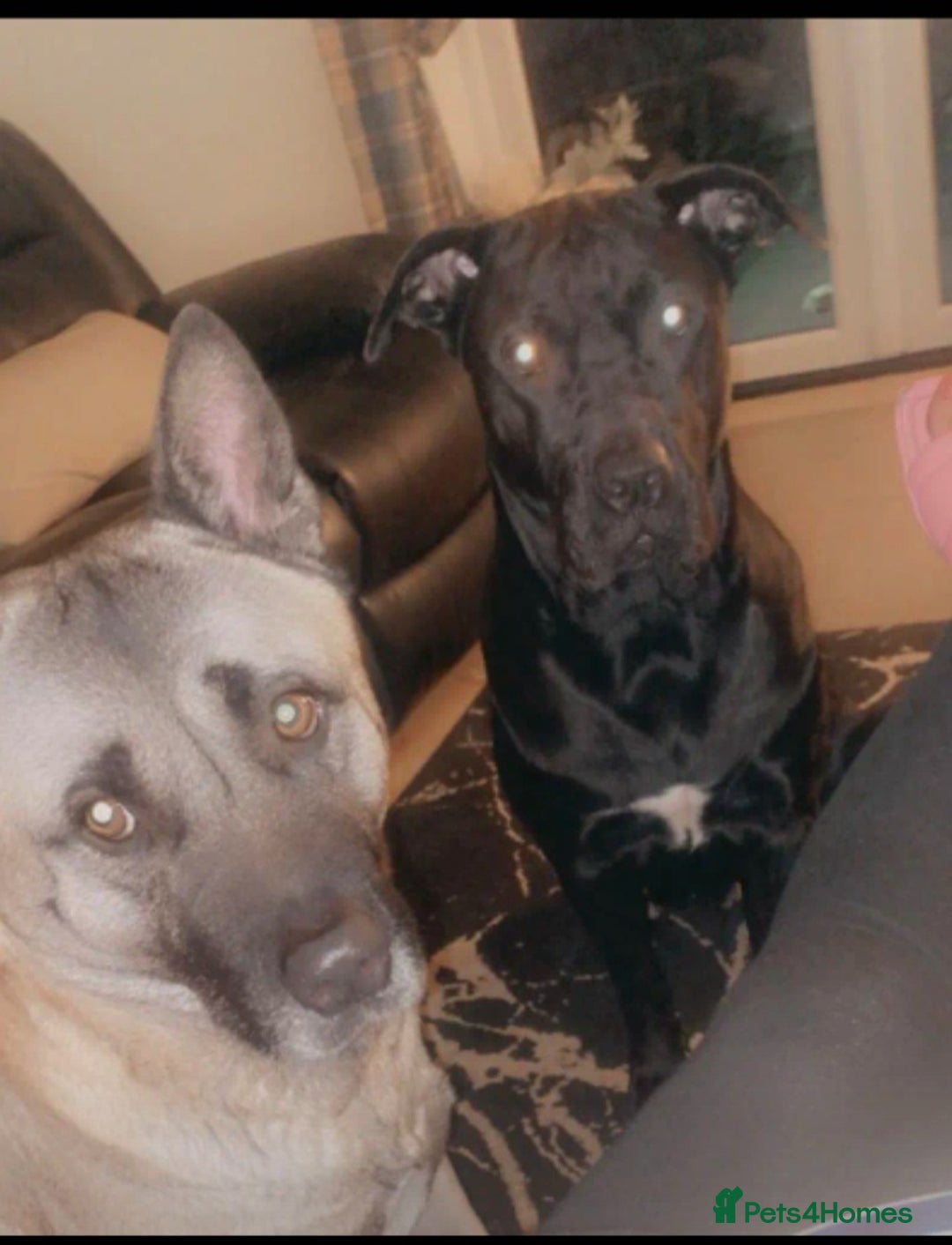 Mixed Breed dogs for sale: Cane corso x American akita cross for sale  - Image 7