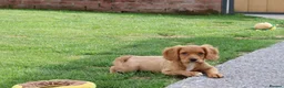 Cockapoo dogs for sale: Cockerlierpoo puppies for sale - Advert 12