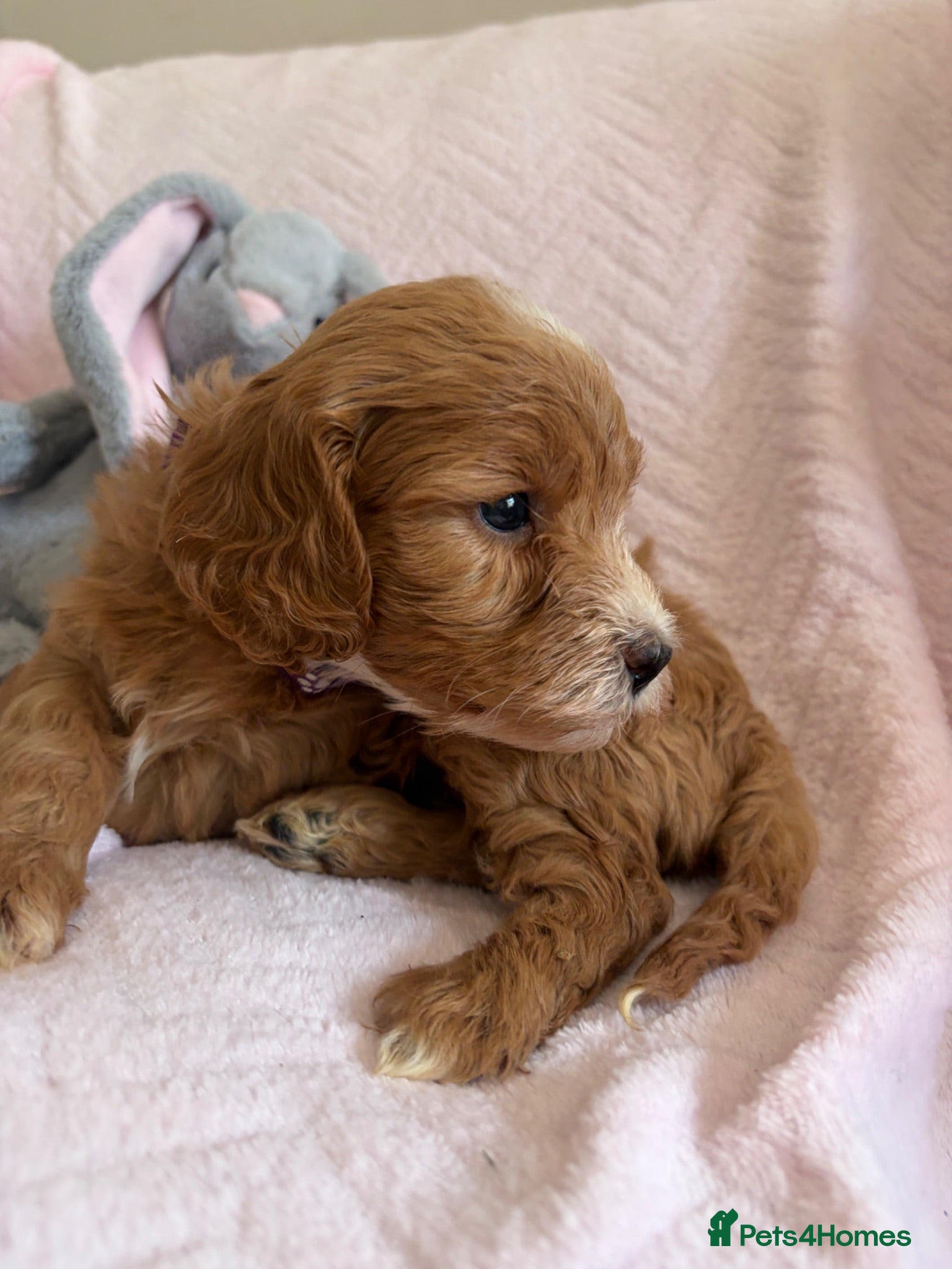 Cavapoo dogs Gorgeous F1B Cavapoo puppies - Advert 2
