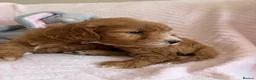 Cavapoo dogs for sale: Gorgeous F1B Cavapoo puppies - Advert 24