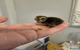 Quail poultry for sale: Quails  - Image 9