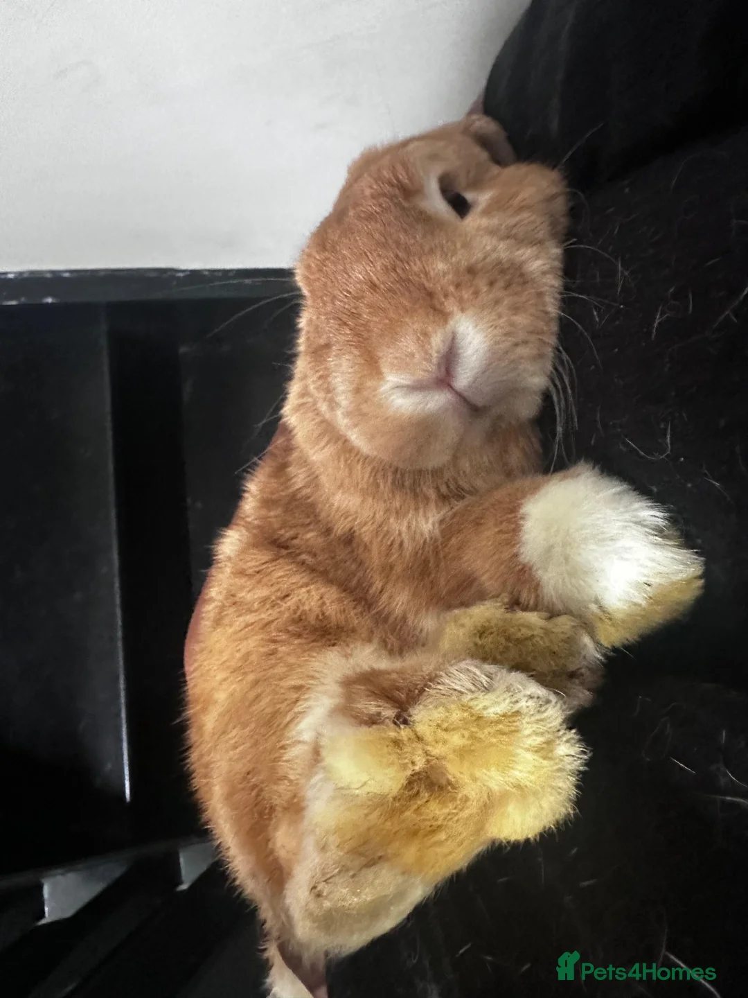 Mini Lop rabbits for sale: Beautiful mini lop Ivy in Greenford - Advert 1