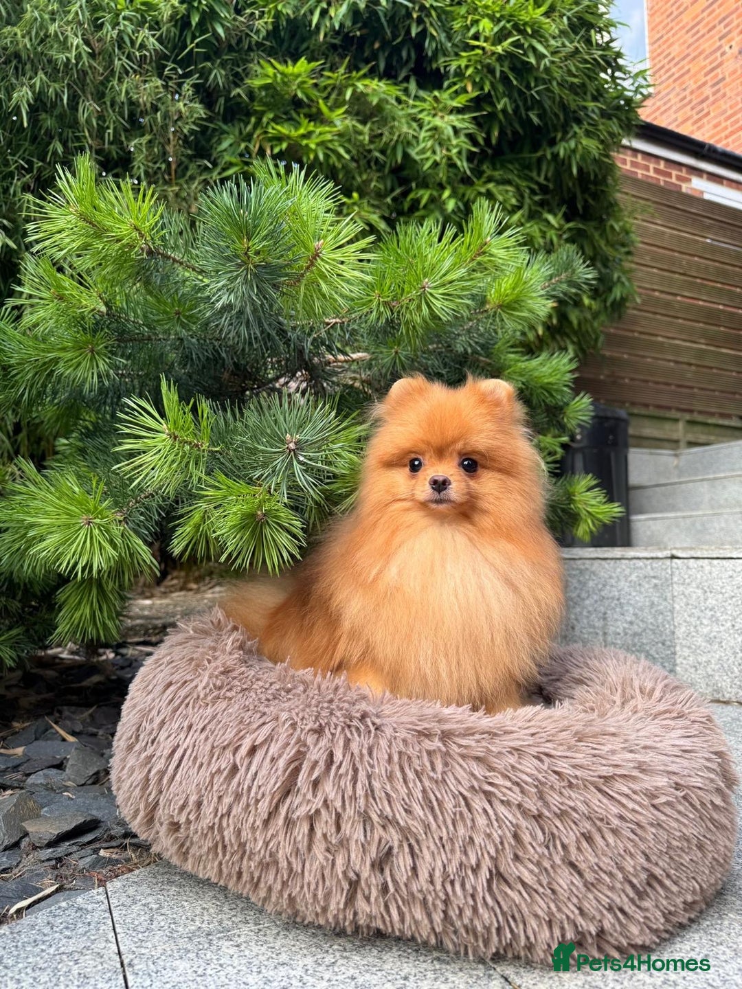 Pomeranian dogs for sale: White and Orange Pomeranian Boys in London - Image 8