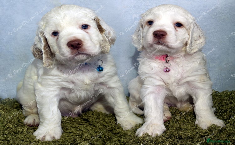 Clumber Spaniel dogs Pedigree KC Clumber Spaniel Puppies - Advert 11