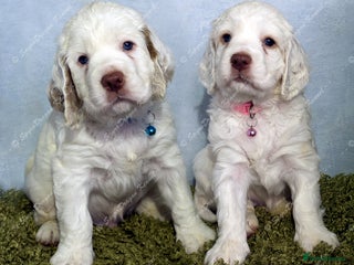 Clumber Spaniel dogs Pedigree KC Clumber Spaniel Puppies - Advert 1