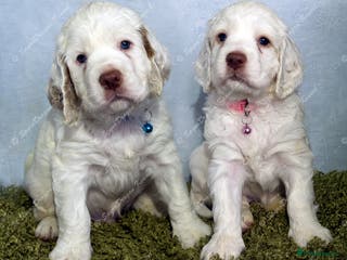 Clumber Spaniel dogs Pedigree KC Clumber Spaniel Puppies - Advert 3