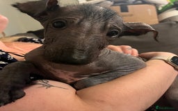 Mexican Hairless dogs for sale: Mexican hairless hairless male - Image 4