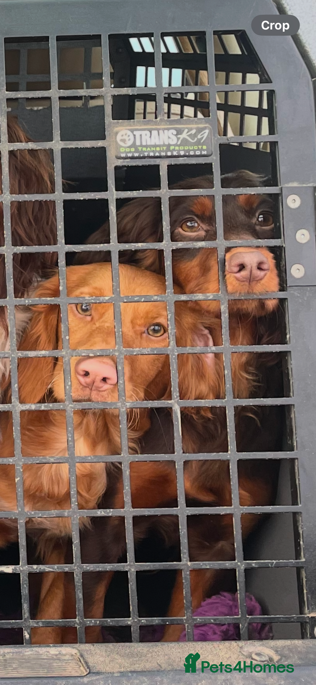 Cocker Spaniel dogs for sale: Stunning KC Working Cocker Spaniel Puppies - Image 17